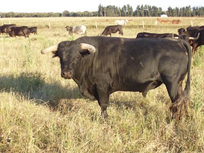 Origen_Toro_001.jpg Origen_Toro_001.jpg