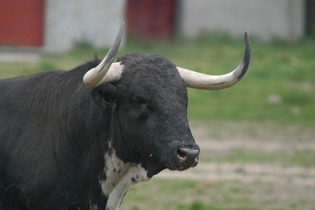 Origen_Toro_008.jpg Origen_Toro_008.jpg