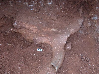 Origen_Toro_010.jpg Origen_Toro_010.jpg