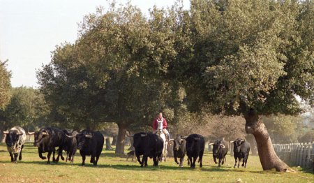 Origen_Toro_014.jpg Origen_Toro_014.jpg